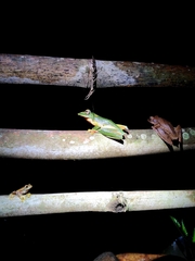 Rhacophorus malabaricus