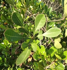 Cussonia thyrsiflora