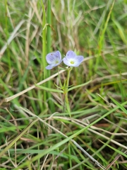 Veronica gracilis