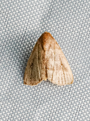 Anachrostis