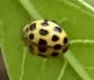 Coccinellinae