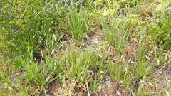 Plantago hispidula