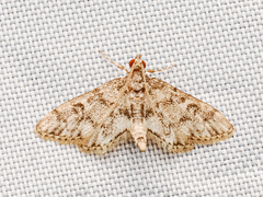 Steniini