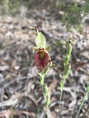 Calochilus