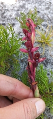Disa ophrydea