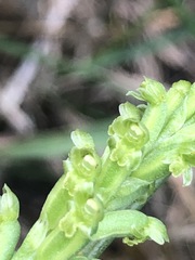 Microtis unifolia