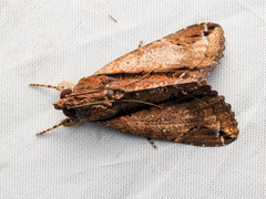 Ercheia cyllaria
