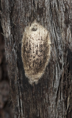 Tamopsis fickerti