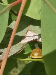 Paropsisterna cloelia