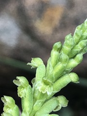 Microtis unifolia