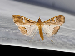 Maruca vitrata