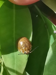 Paropsisterna cloelia