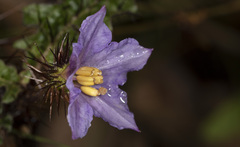 Solanum prinophyllum