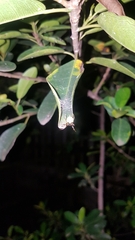 Araneus apricus