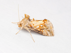 Chrysodeixis eriosoma