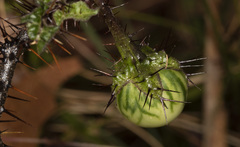 Solanum prinophyllum