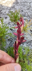 Disa ophrydea