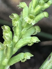 Microtis unifolia