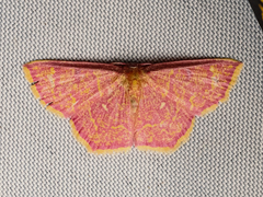 Chrysocraspeda miniosa