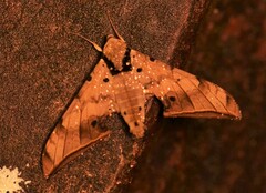 Ambulyx sericeipennis