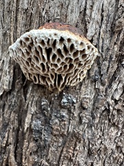 Hexagonia vesparia