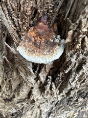 Hexagonia vesparia