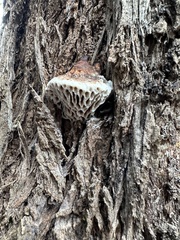 Hexagonia vesparia