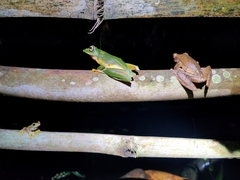 Polypedates occidentalis