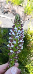 Disa obtusa