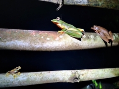 Polypedates occidentalis