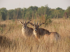 Hippotragus equinus equinus