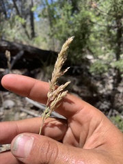 Poa secunda