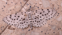 Antipercnia belluaria