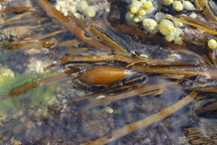 Phyllospora comosa