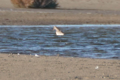 Limosa