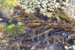 Phyllospora comosa