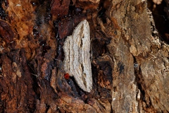 Scioglyptis loxographa