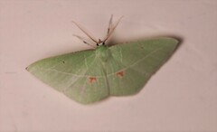 Tanaoctenia haliaria