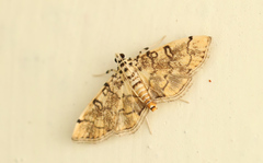 Lamprosema tampiusalis