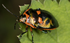 Scutiphora pedicellata