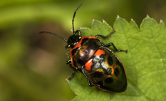Scutiphora pedicellata