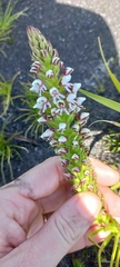 Disa obtusa