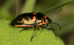 Scutiphora pedicellata