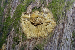 Subantrodia juniperina