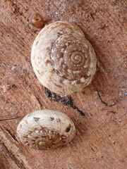 Microxeromagna lowei