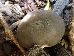 Lycoperdon subincarnatum