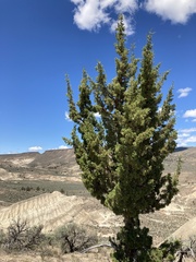 Juniperus occidentalis