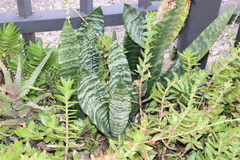 Sansevieria