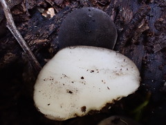 Lycoperdon subincarnatum