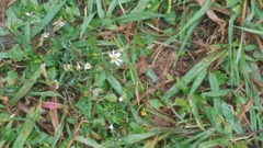 Symphyotrichum divaricatum